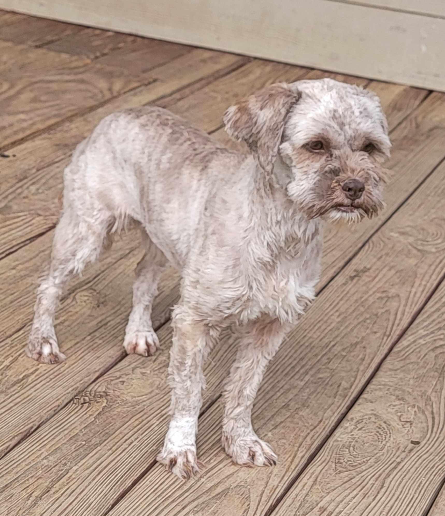 Heidi