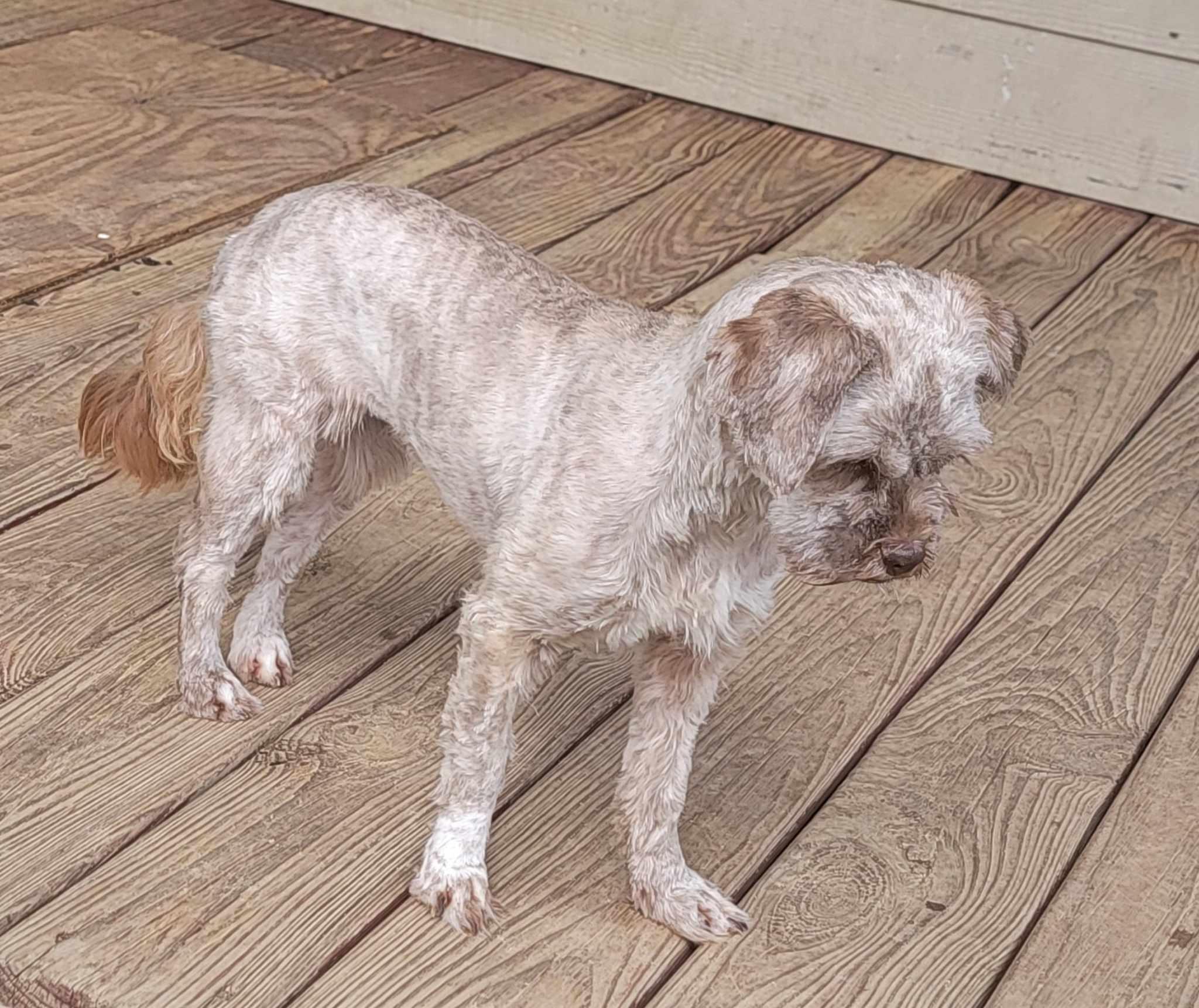 Heidi