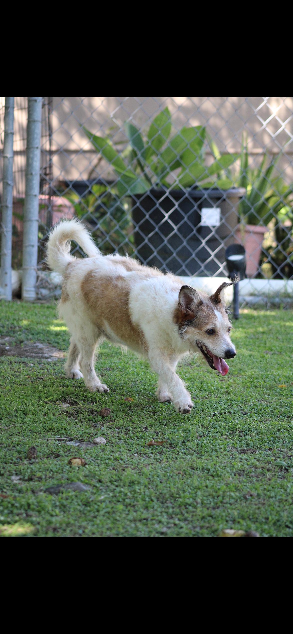 Benji Boy photo
