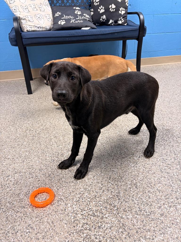Blueberry, Adoptable, Puppy Male Shepherd & Mixed Breed.