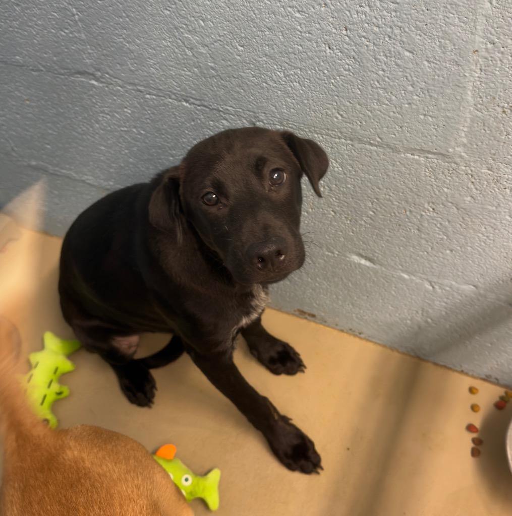 Enlarge Blueberry, a Adoptable mixed breed in Blountville, TN image 2/2