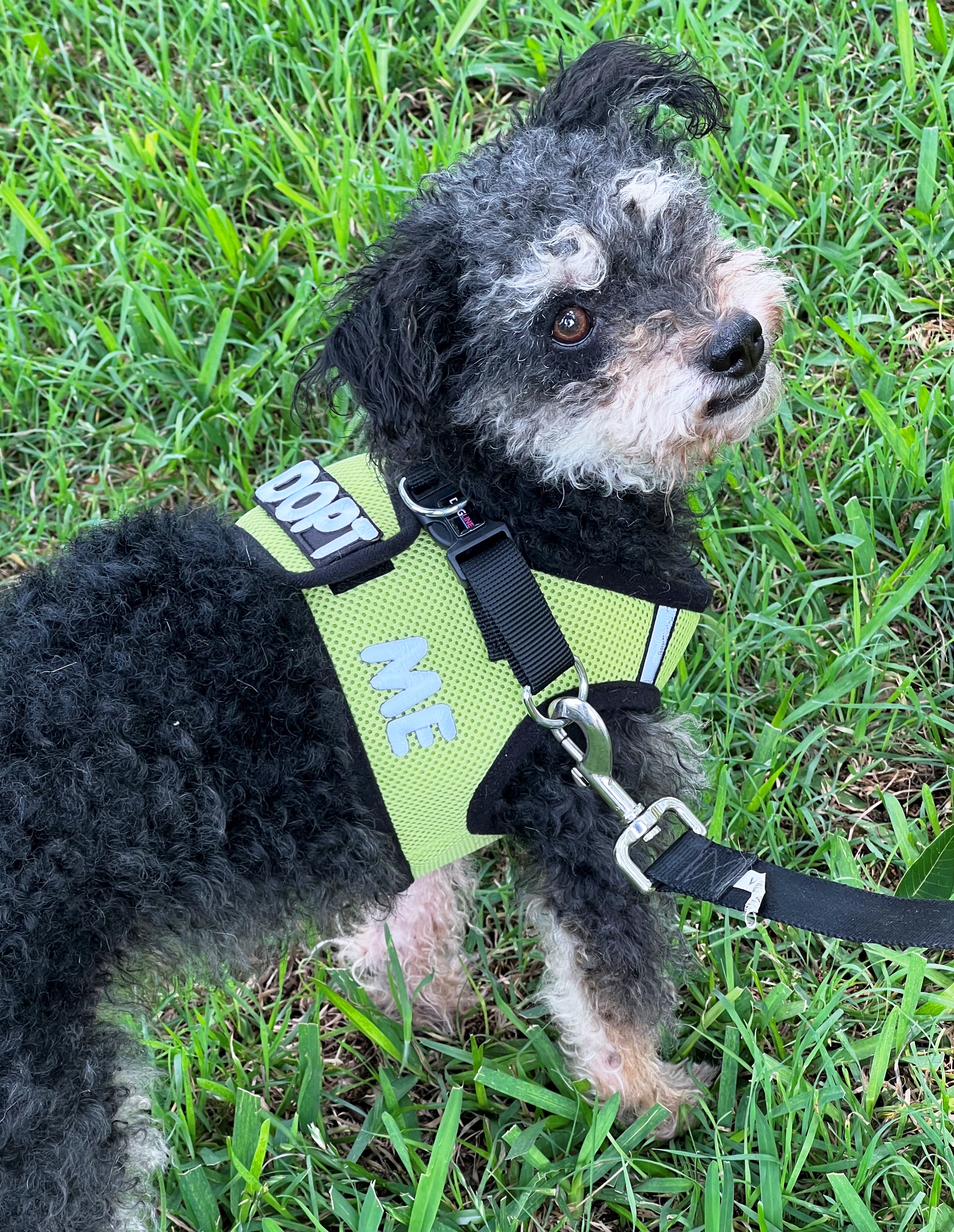 Nugget, Adopted, Adult Female Poodle.