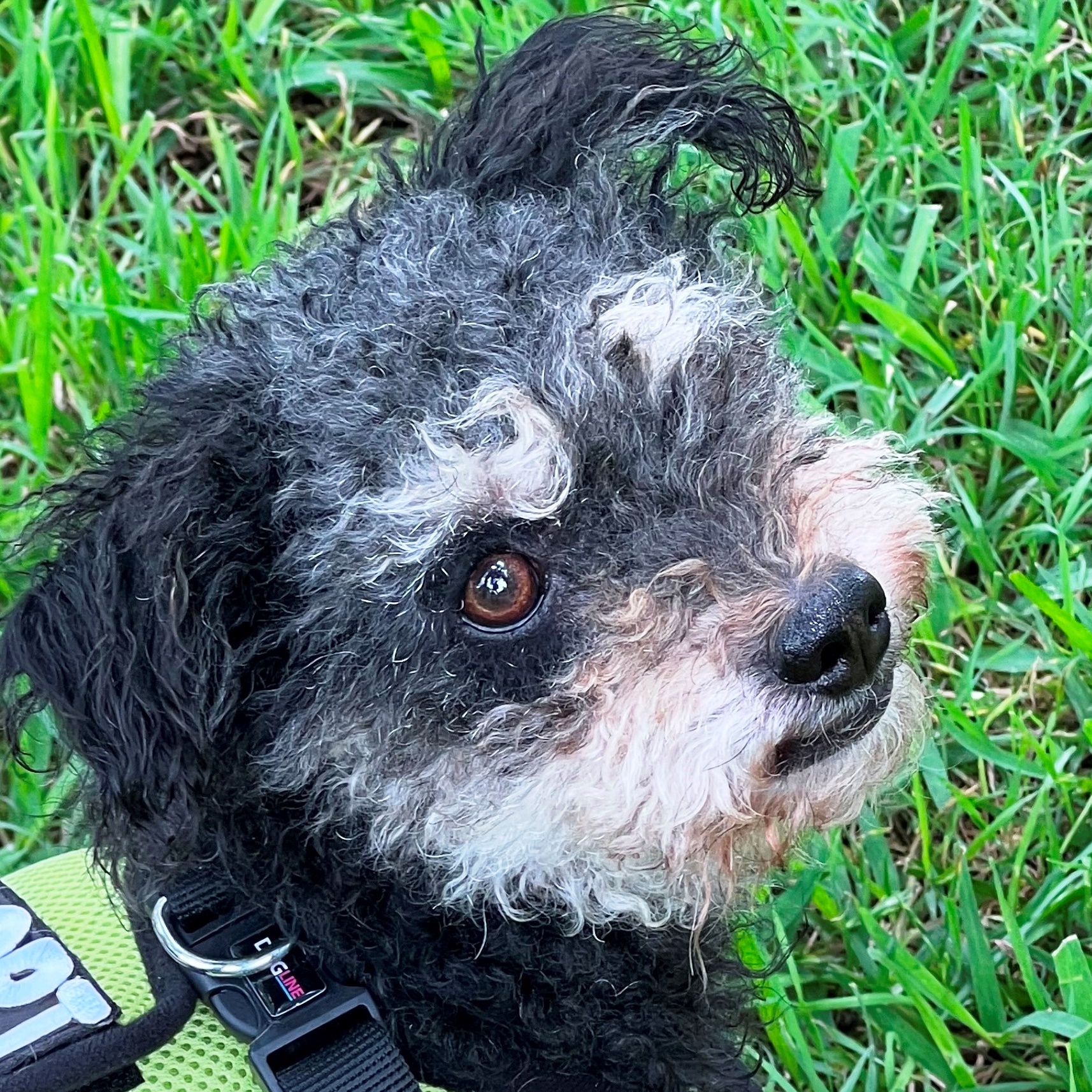 Nugget, a Adopted mixed breed in Houston, TX image 2/8