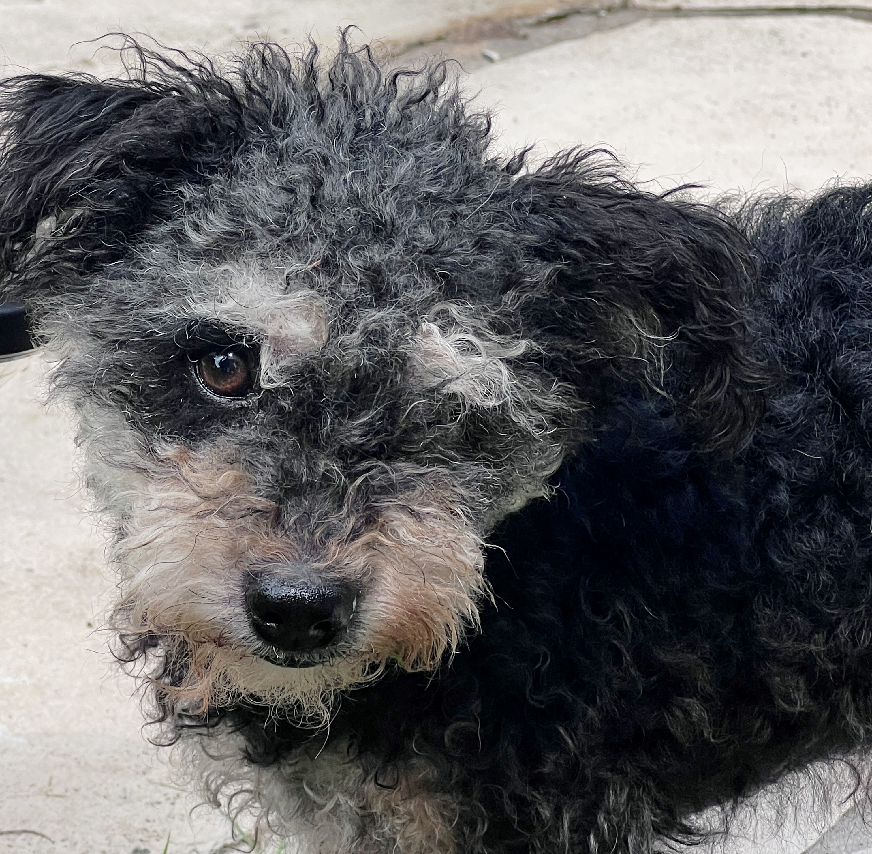 Nugget, a Adopted mixed breed in Houston, TX image 3/8