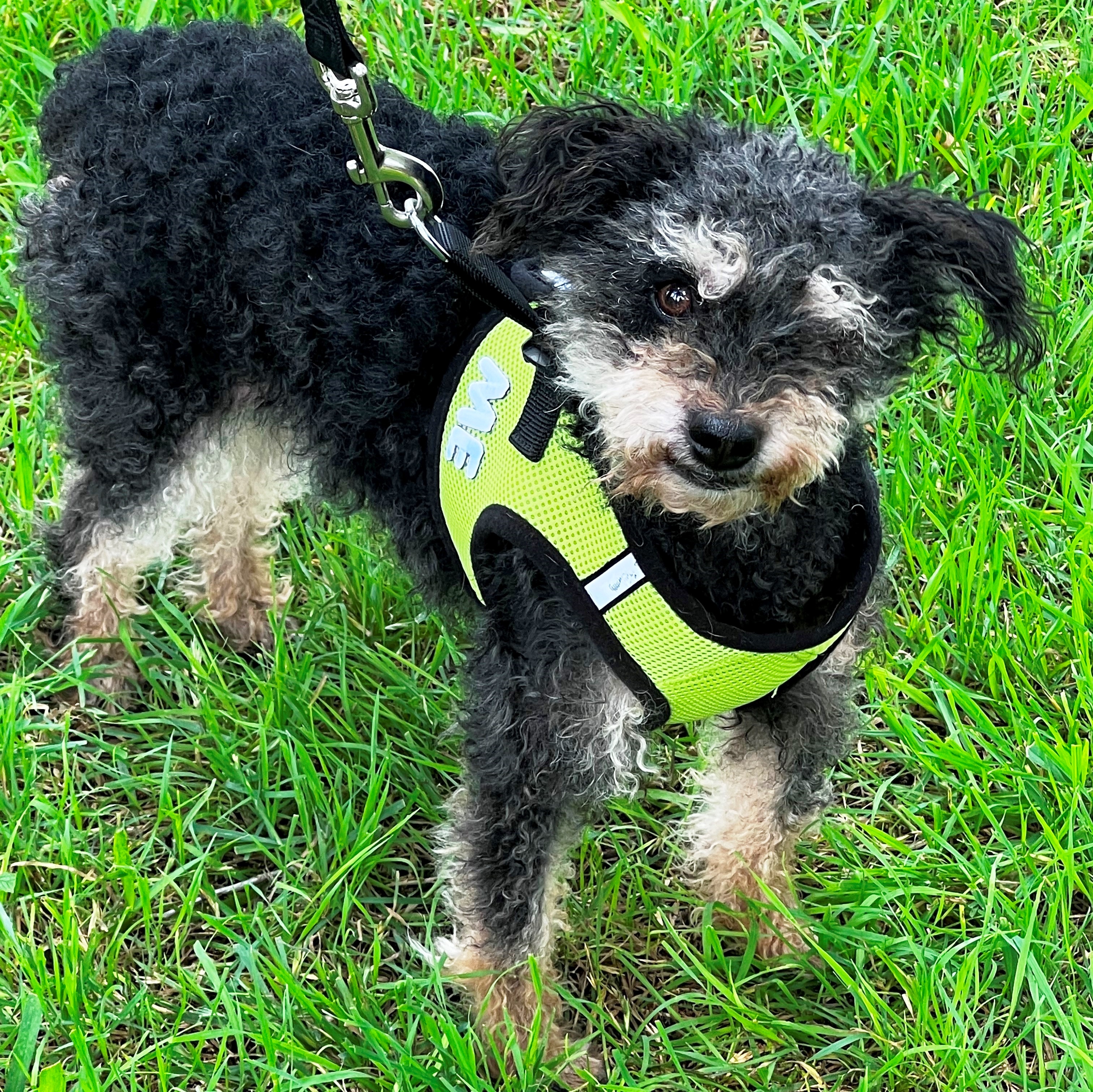 Nugget, a Adopted mixed breed in Houston, TX image 4/8