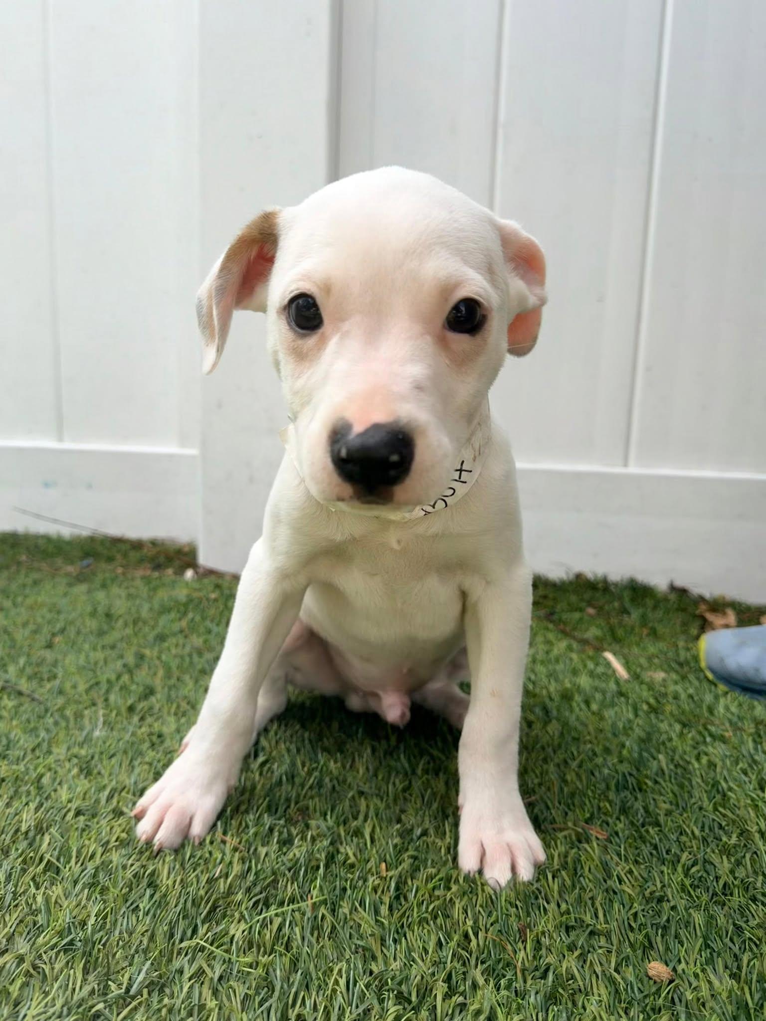 Capucine Pup - Portofino, Adoptable, Puppy Male Boxer & Terrier.