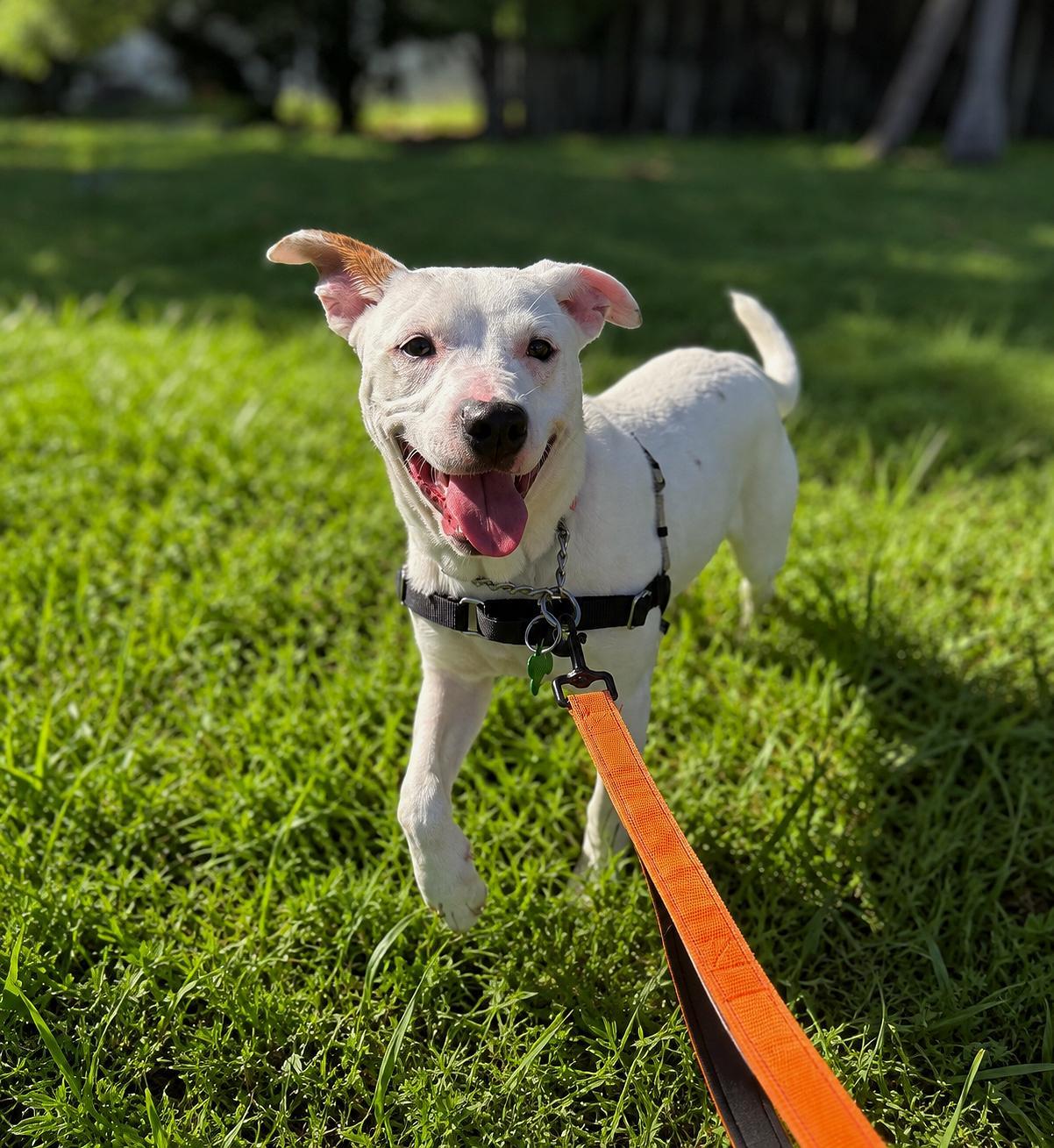 Enlarge Capucine Pup - Portofino, a Adoptable mixed breed in Pompano Beach, FL image 1/3