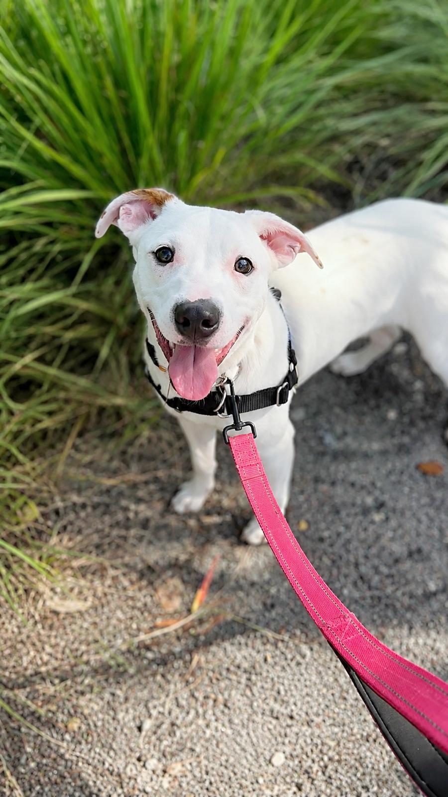 Enlarge Capucine Pup - Portofino, a Adoptable mixed breed in Pompano Beach, FL image 2/3