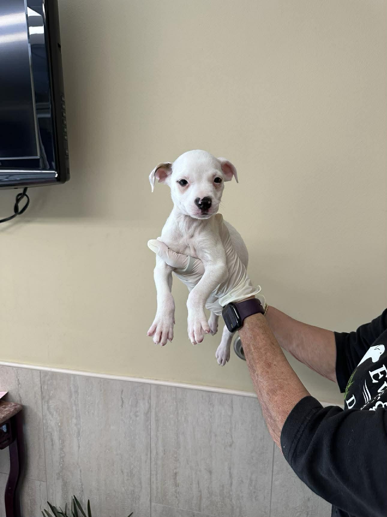 Capucine Pup - Portofino, a Adoptable mixed breed in Pompano Beach, FL image 2/3