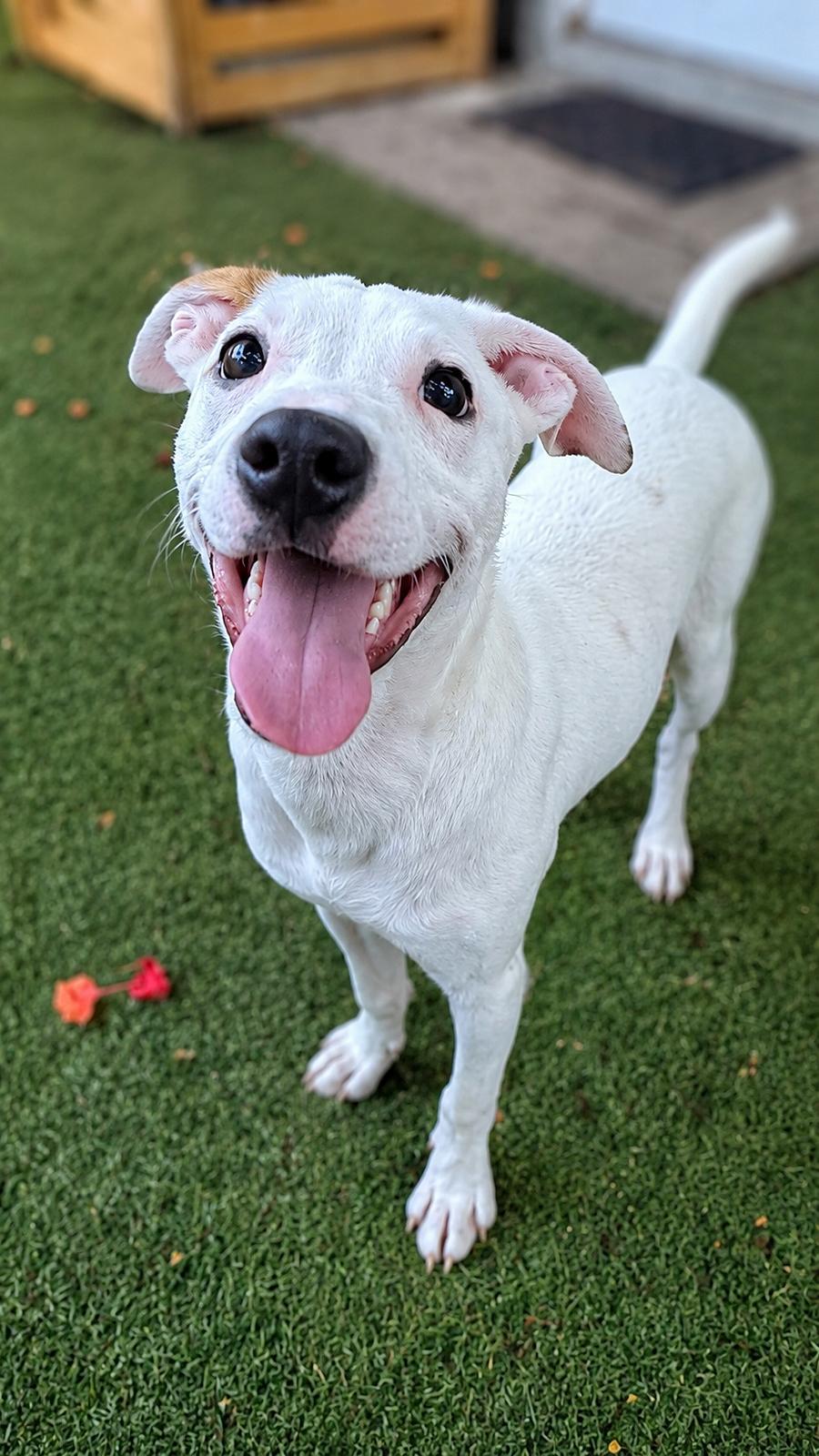 Enlarge Capucine Pup - Portofino, a Adoptable mixed breed in Pompano Beach, FL image 2/3