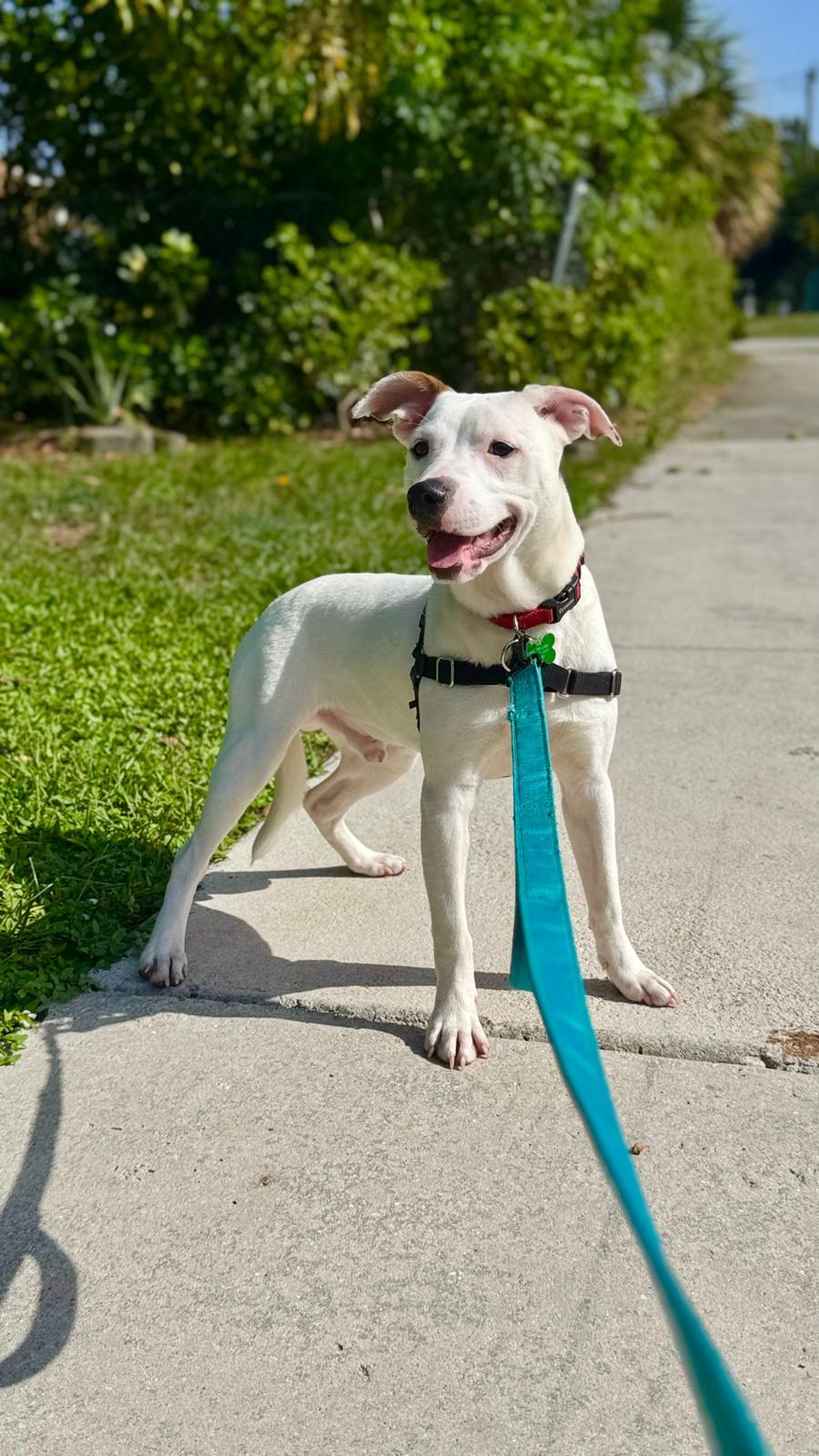 Enlarge Capucine Pup - Portofino, a Adoptable mixed breed in Pompano Beach, FL image 3/3