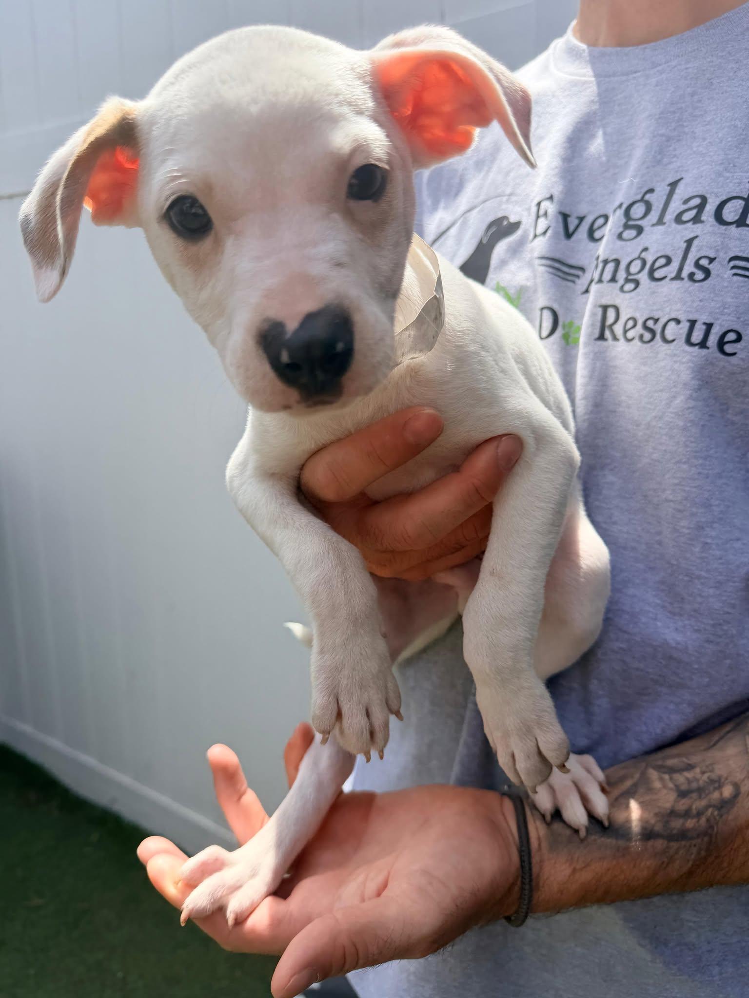 Capucine Pup - Portofino, a Adoptable mixed breed in Pompano Beach, FL image 3/3