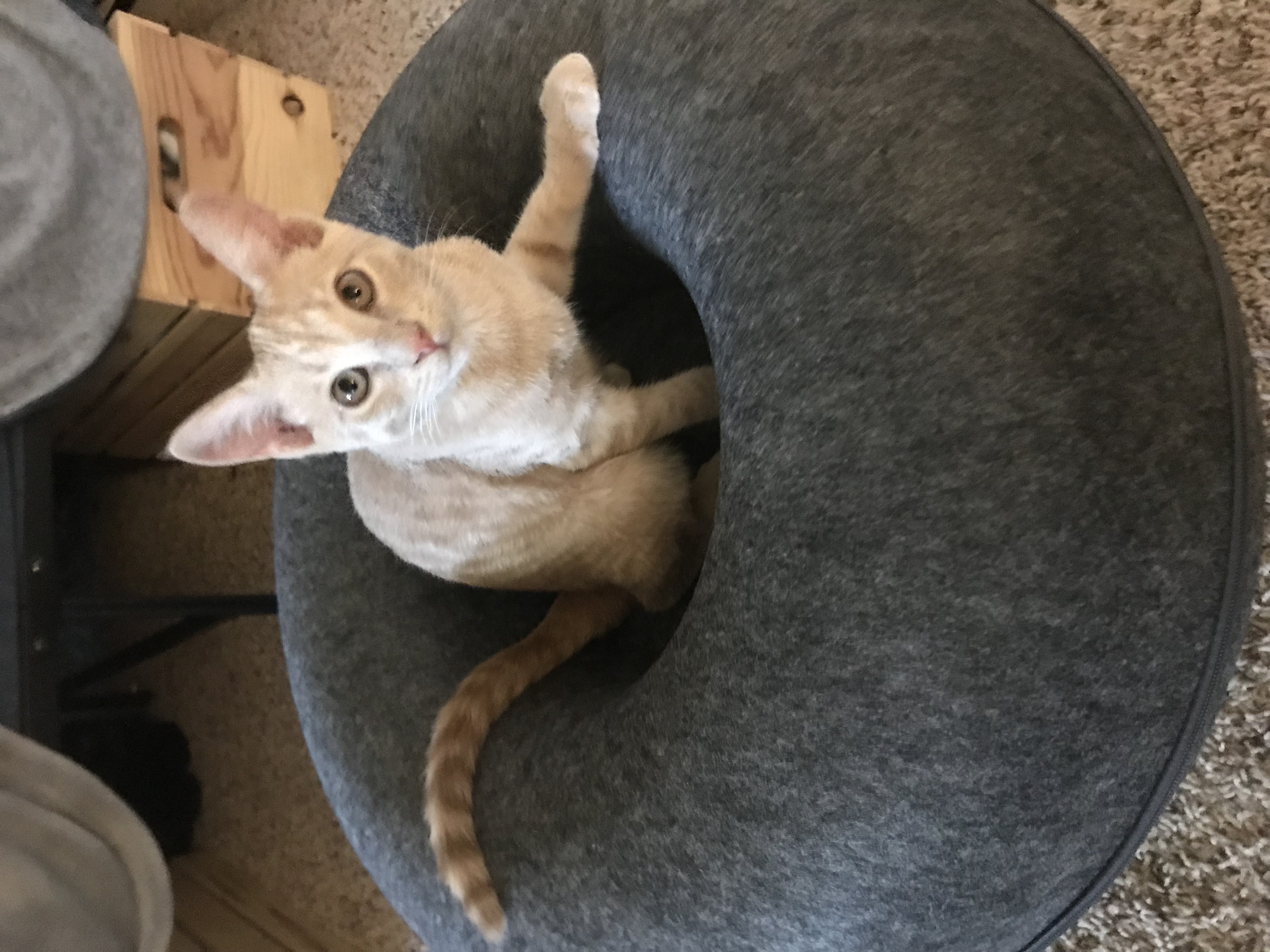 Lucky, Adopted, Young Male Domestic Short Hair.