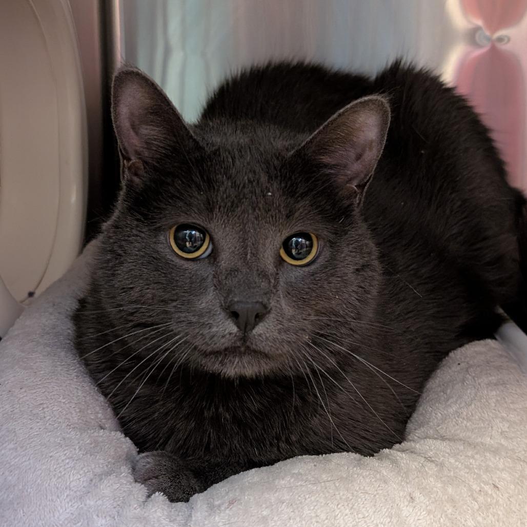 Kylo Ren, Adoptable, Adult Male Domestic Short Hair.