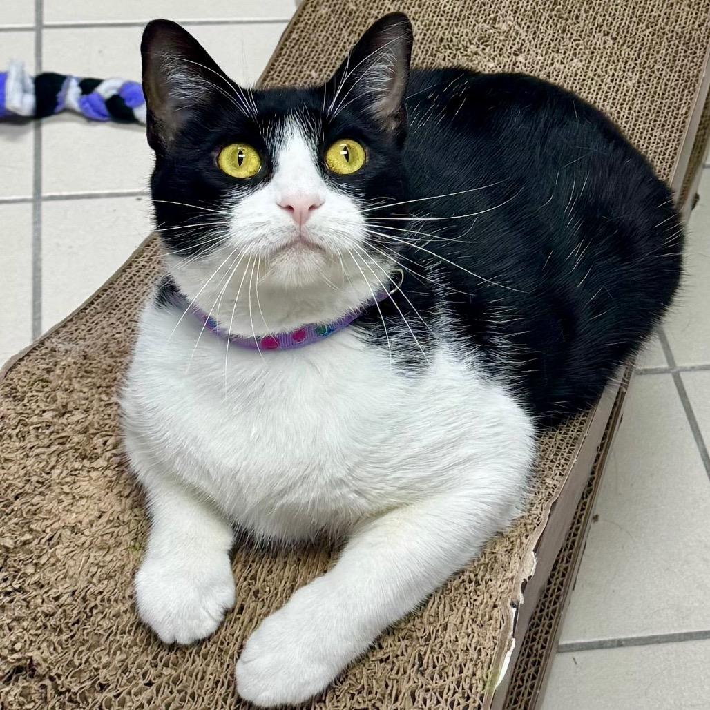 Roo, Adoptable, Adult Female Domestic Short Hair.