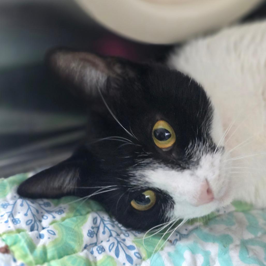 Roo, a Adoptable Domestic Short Hair in Lakeland, FL image 3/4