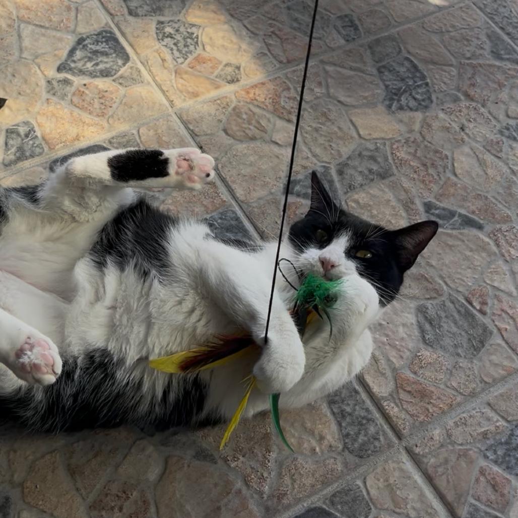 Enlarge Roo, a Adoptable Domestic Short Hair in Lakeland, FL image 4/5