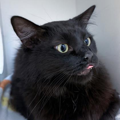 Enlarge Suerte, a Adoptable mixed breed in Wheaton, IL image 1/2