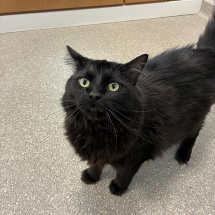 Enlarge Suerte, a Adoptable mixed breed in Wheaton, IL image 2/2