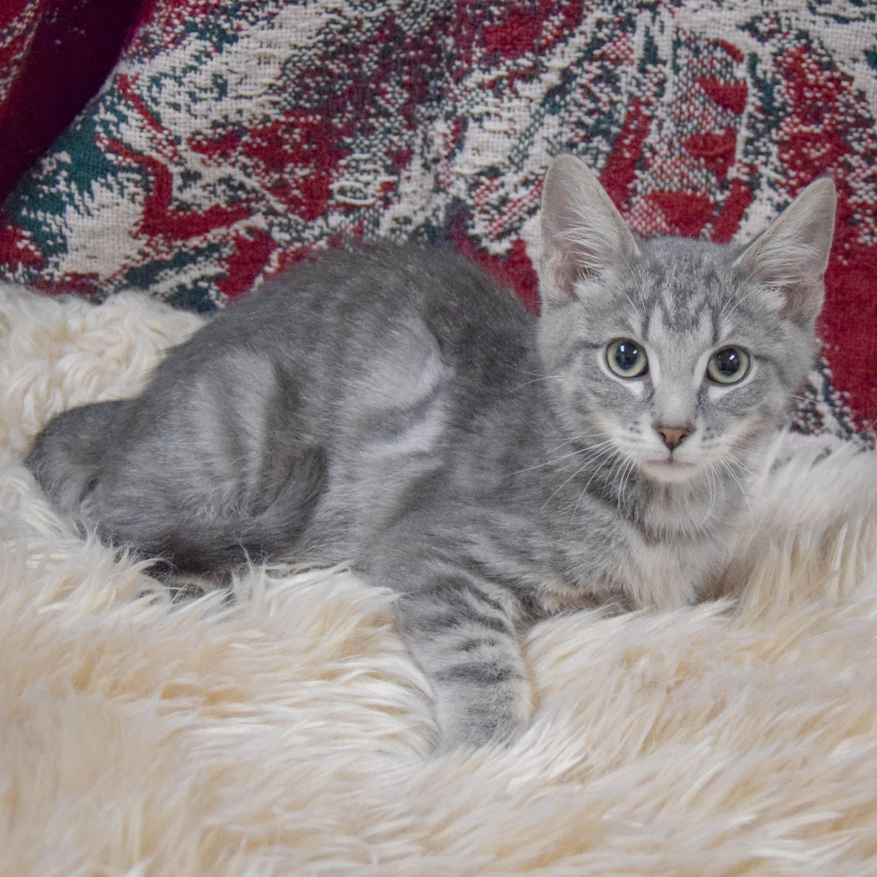 Enlarge Dannon, an adopted mixed breed in Huntley, IL image 3/3