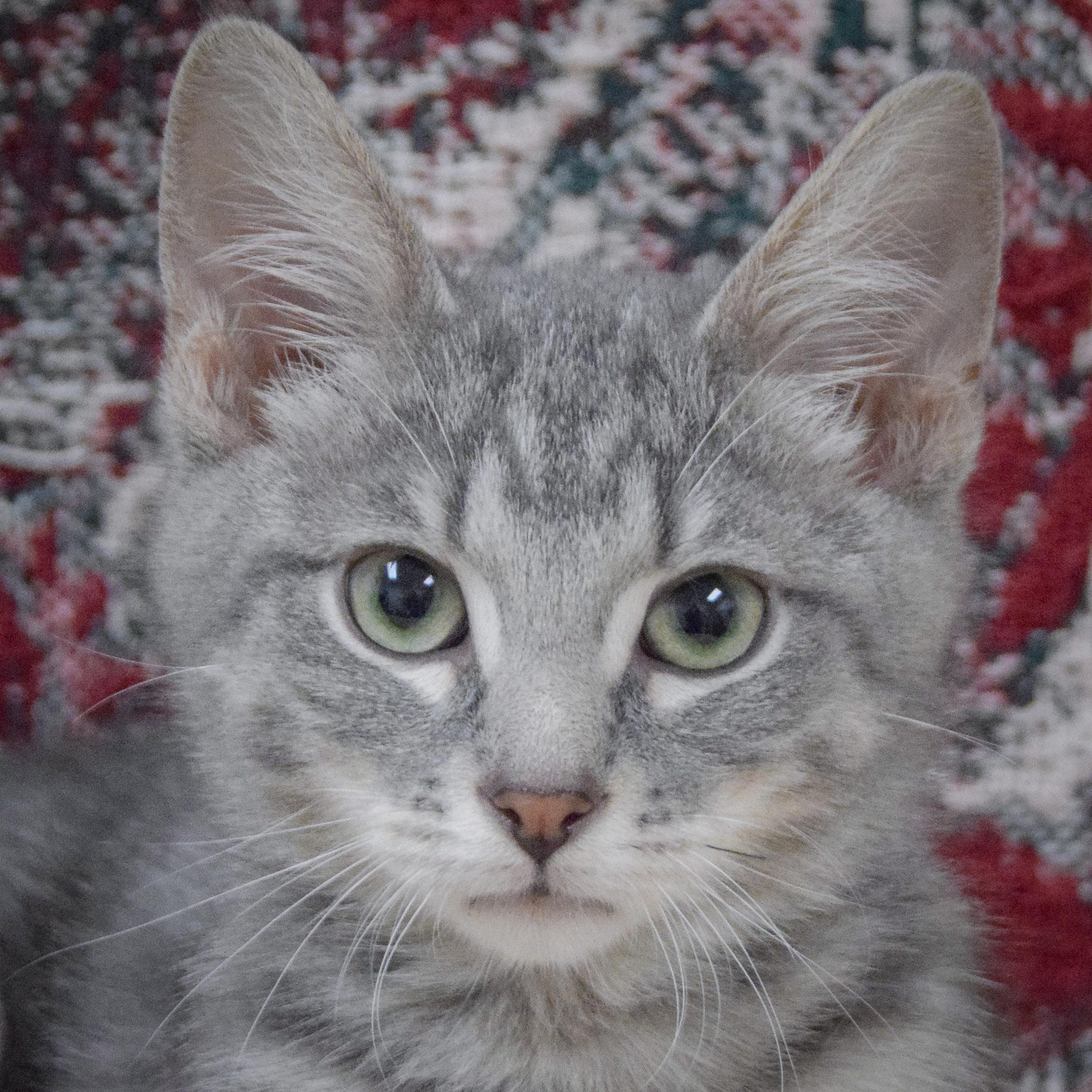 Enlarge Dannon, an adopted mixed breed in Huntley, IL image 1/3