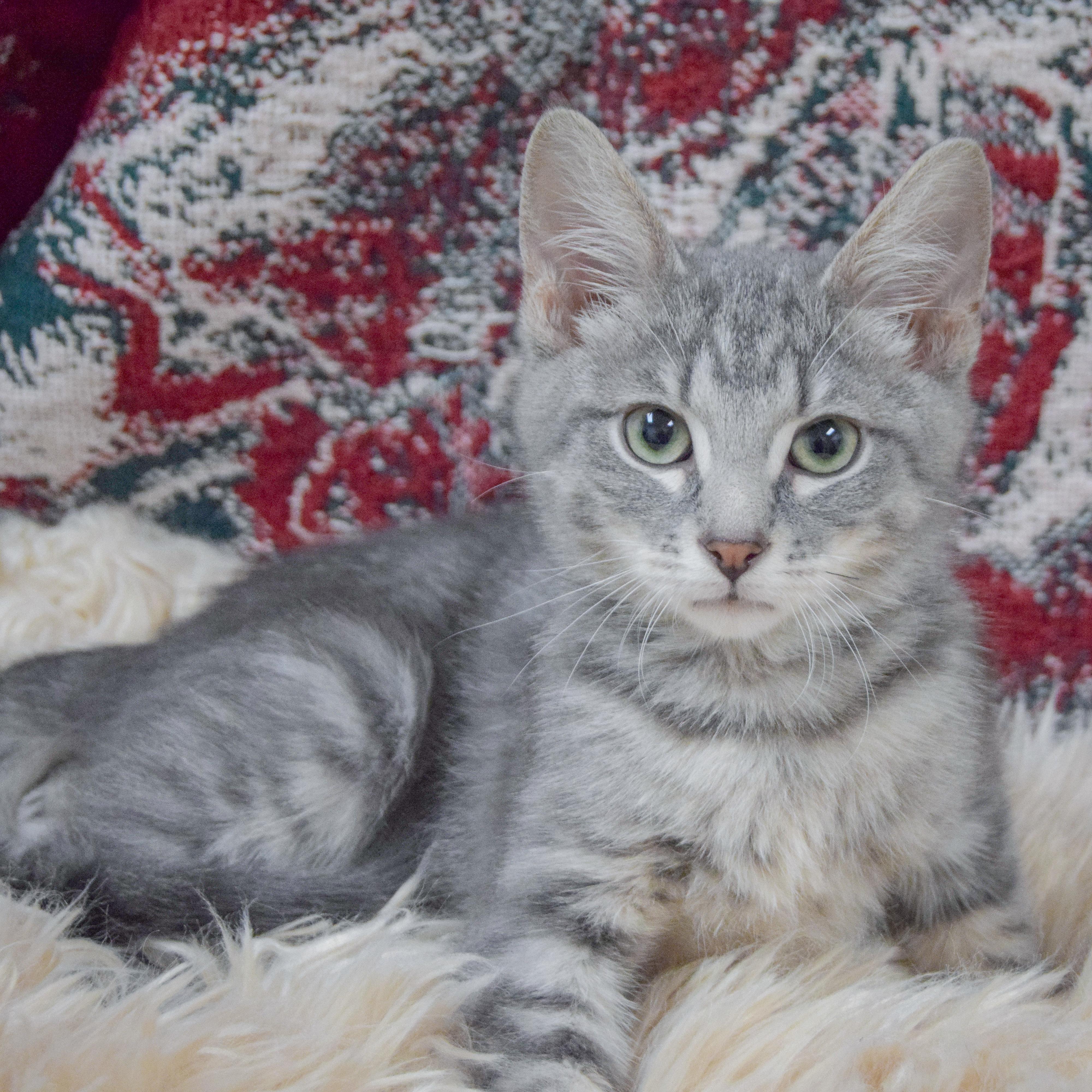 Enlarge Dannon, an adopted mixed breed in Huntley, IL image 2/3