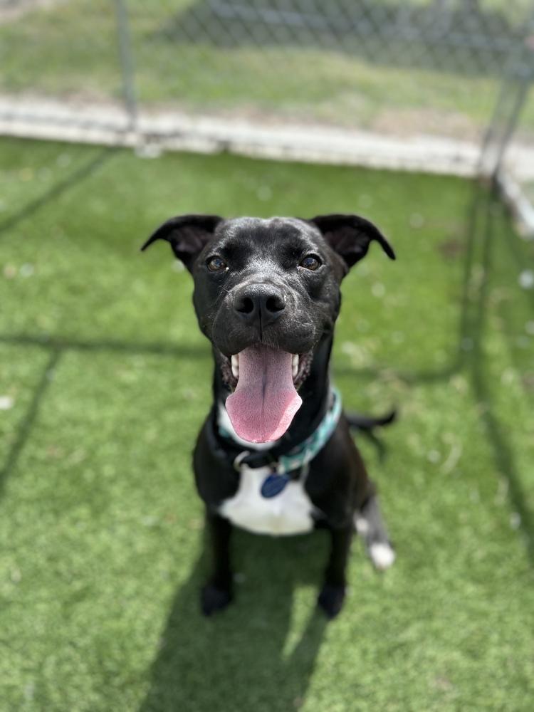 Enlarge Elvira, a Adopted mixed breed in Lakeland, FL image 1/2