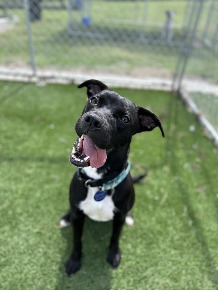 Enlarge Elvira, a Adopted mixed breed in Lakeland, FL image 2/2