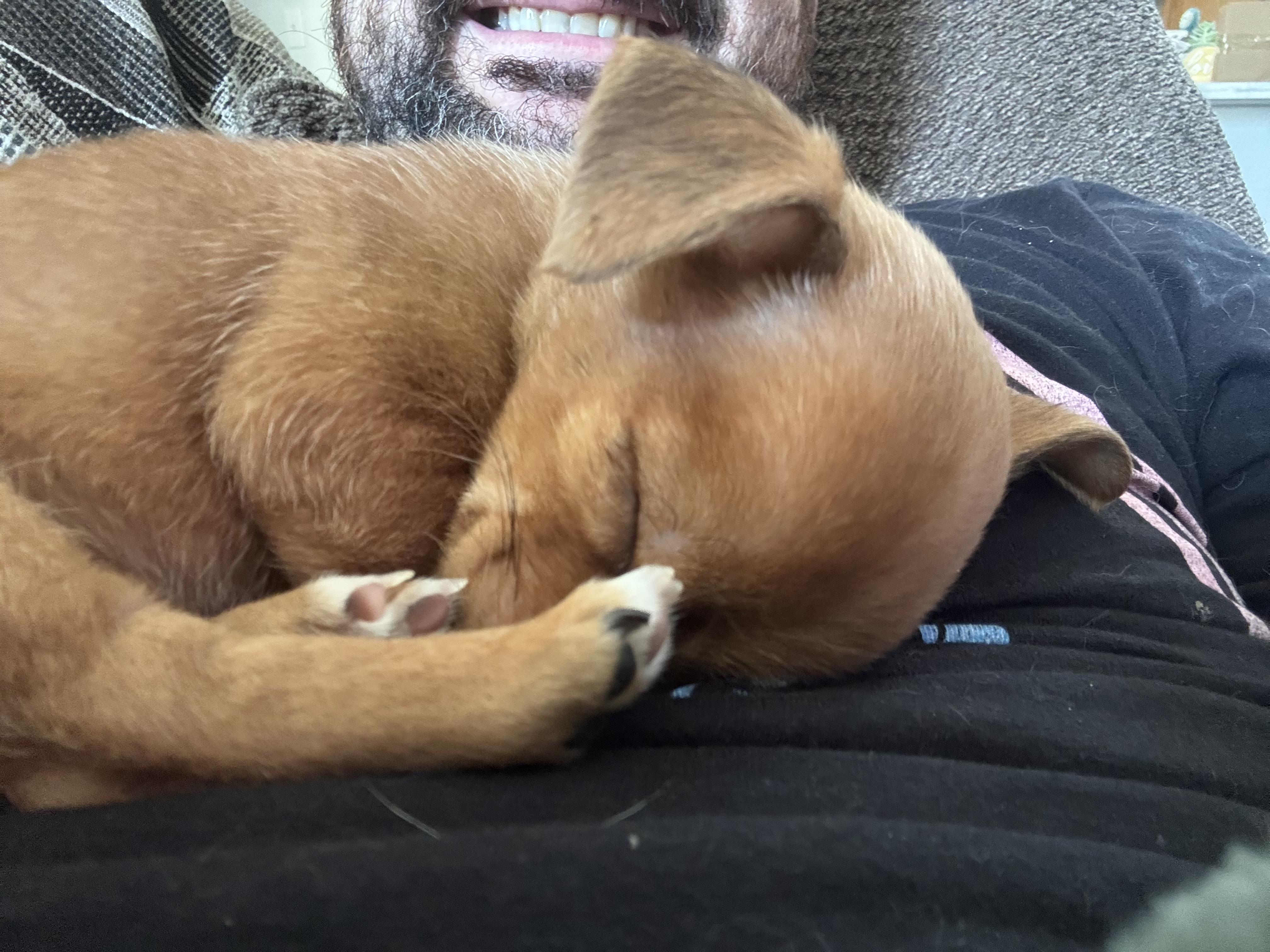 Hash Brown, a ADOPTABLE mixed breed in Penryn, CA image 3/3