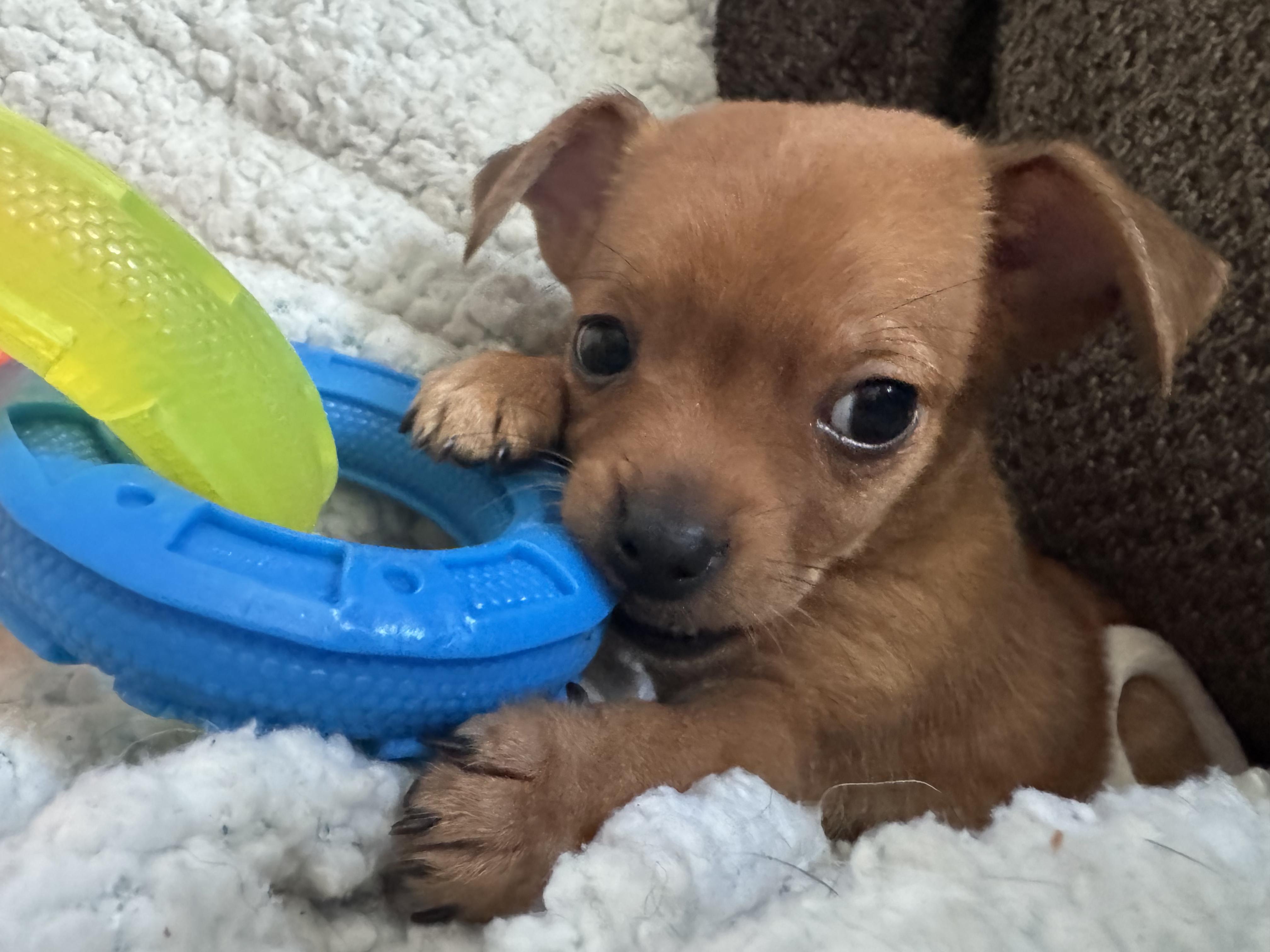Hash Brown, a ADOPTABLE mixed breed in Penryn, CA image 1/3