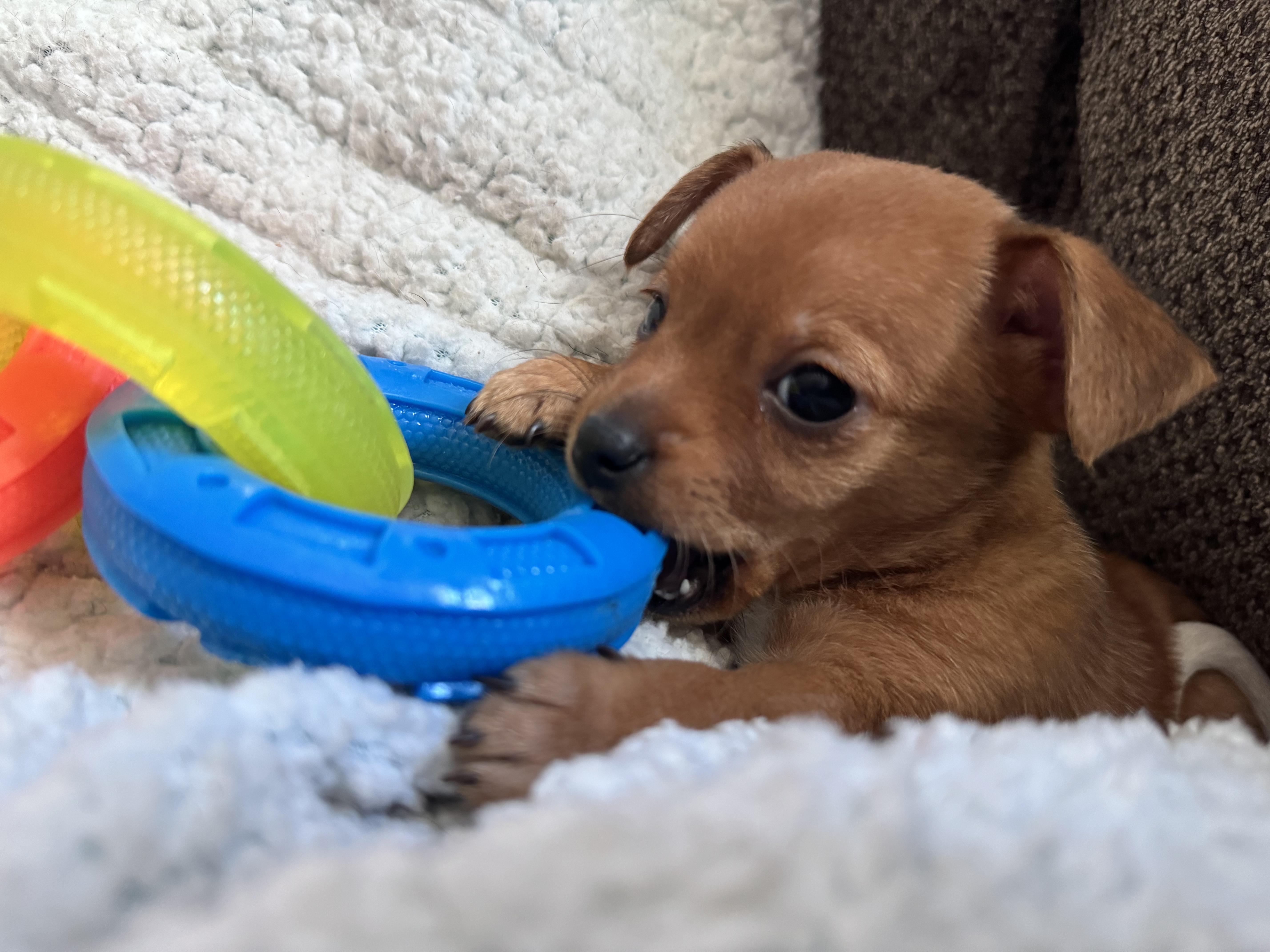 Hash Brown, a ADOPTABLE mixed breed in Penryn, CA image 2/3