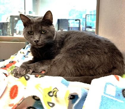 Lucky, a Adoptable Domestic Short Hair in Palm Coast, FL image 1/3