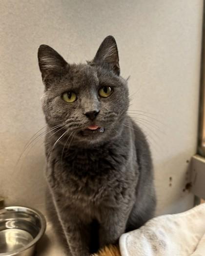 Lucky, Adoptable, Adult Female Domestic Short Hair & Domestic Short Hair.