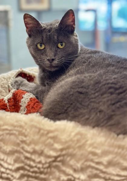 Lucky, Adoptable, Adult Female Domestic Short Hair & Domestic Short Hair.
