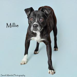 Maleficent, Adoptable, Senior Female Boston Terrier & Labrador Retriever.