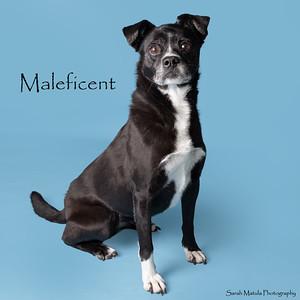Enlarge Maleficent, a Adoptable mixed breed in Ruidoso, NM image 2/2