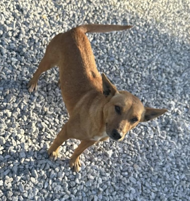 Enlarge Daisy, a Adopted Feist in Bruce, MS image 1/1