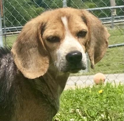 Enlarge Sassie, a ADOPTABLE Beagle in Glasgow, KY image 1/3