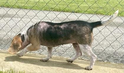 Enlarge Sassie, a ADOPTABLE Beagle in Glasgow, KY image 2/3