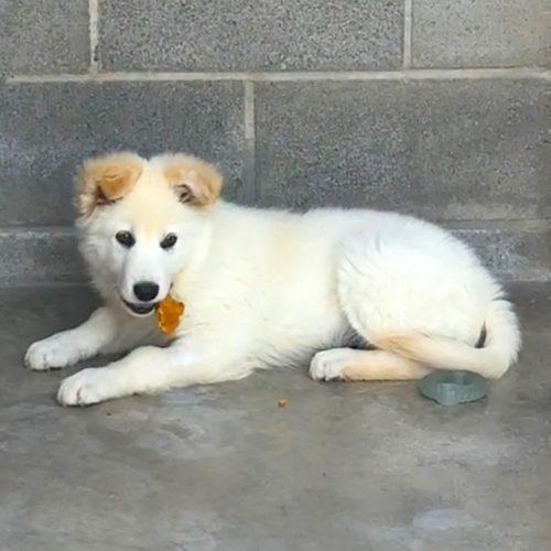 Glacier, Adoptable, Puppy Male Great Pyrenees & Husky.