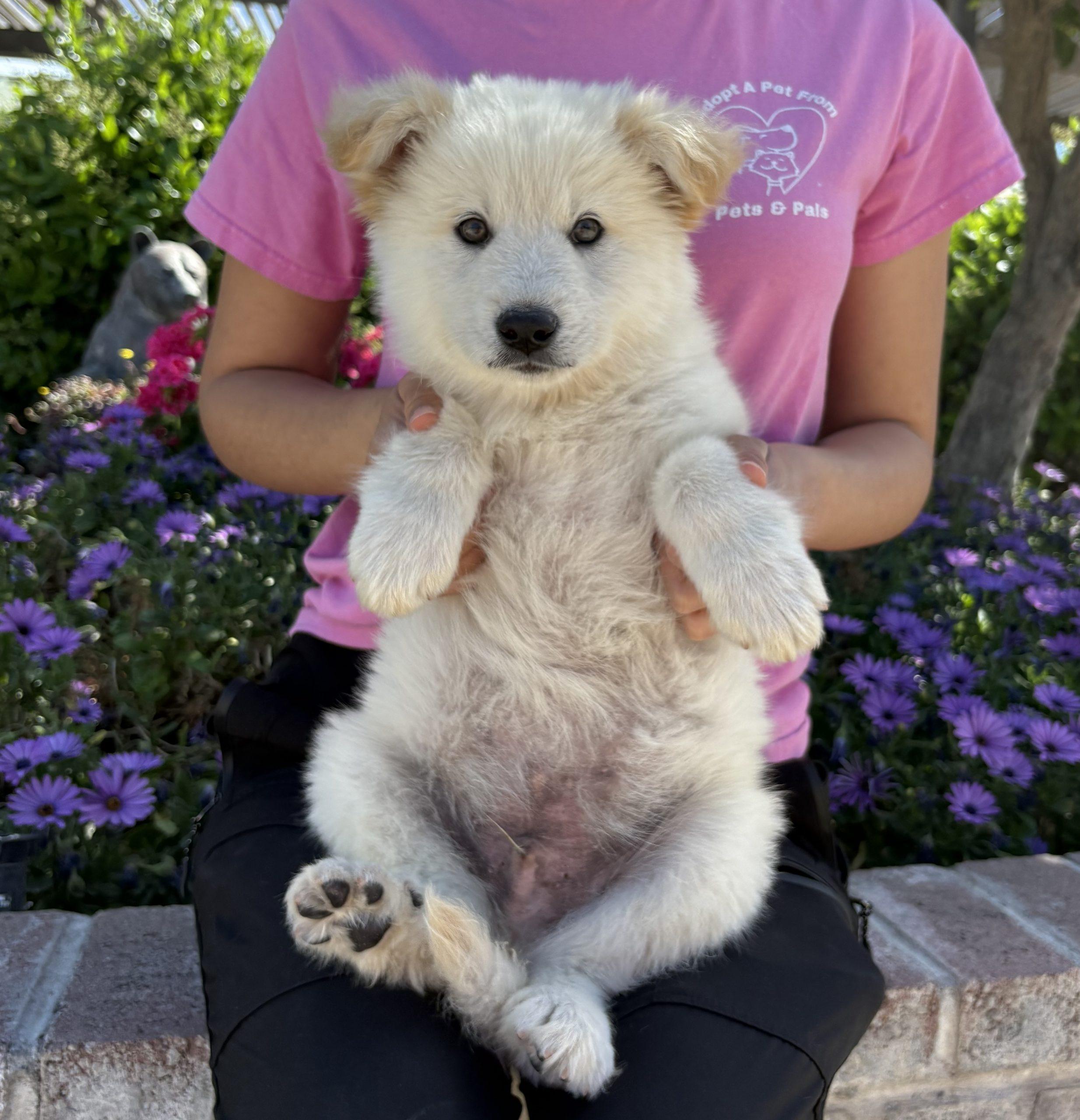 Glacier, a Adoptable mixed breed in Lathrop, CA image 2/2
