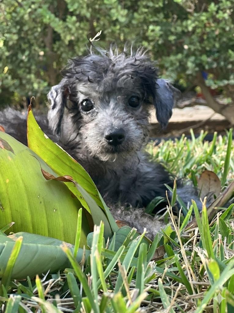 Finch, a Adoptable mixed breed in Austin, TX image 1/3