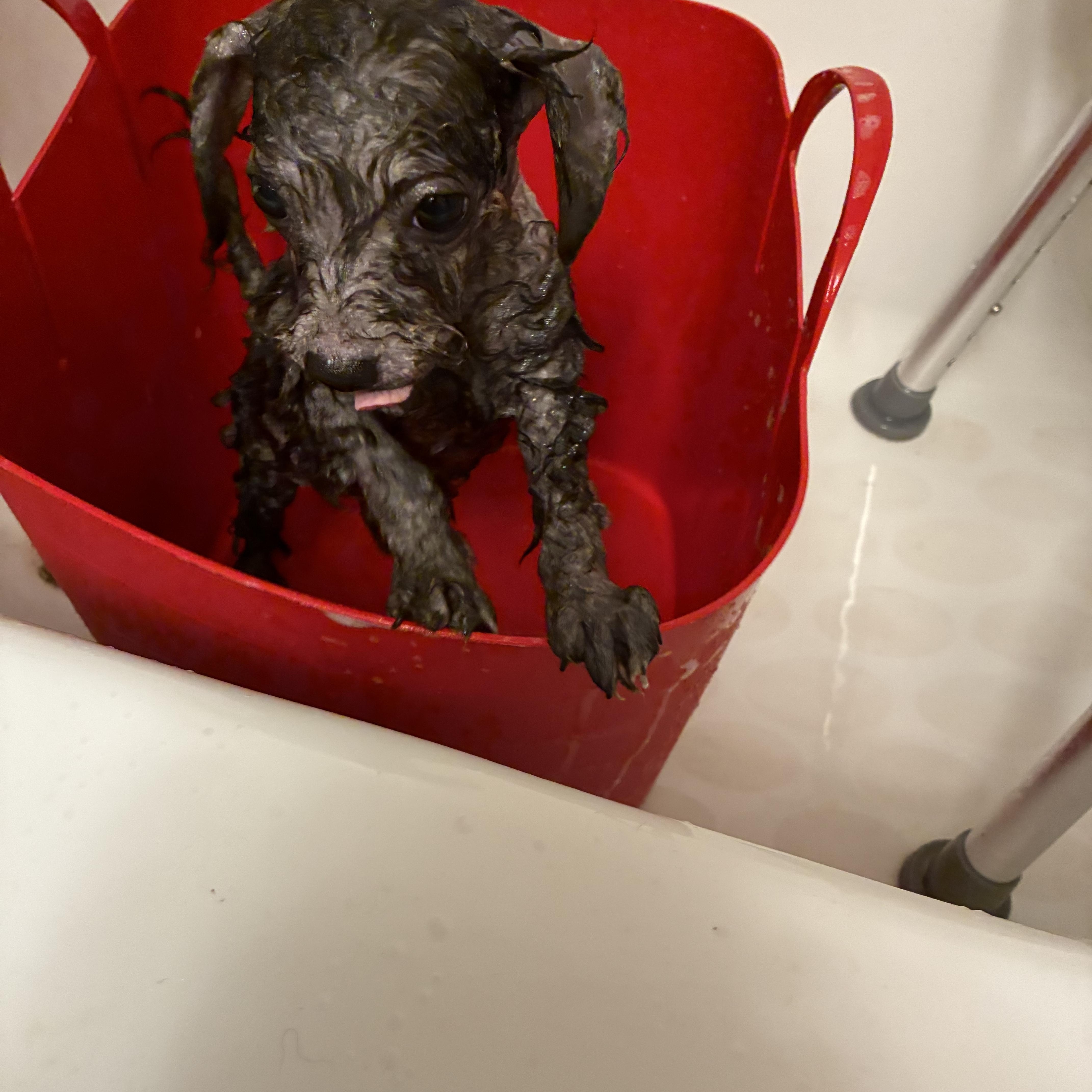 Finch, a Adoptable mixed breed in Austin, TX image 2/3