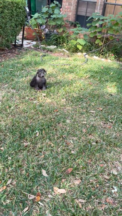 Enlarge Finch, a Adoptable mixed breed in Austin, TX video 3/3