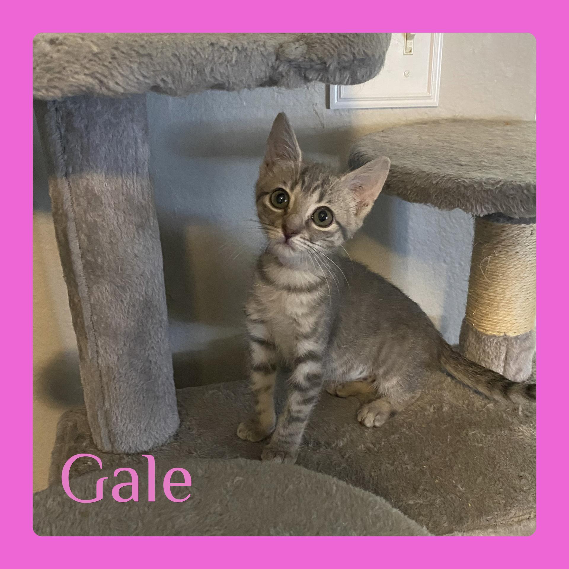 GALE, Adopted, Kitten Female Tabby.