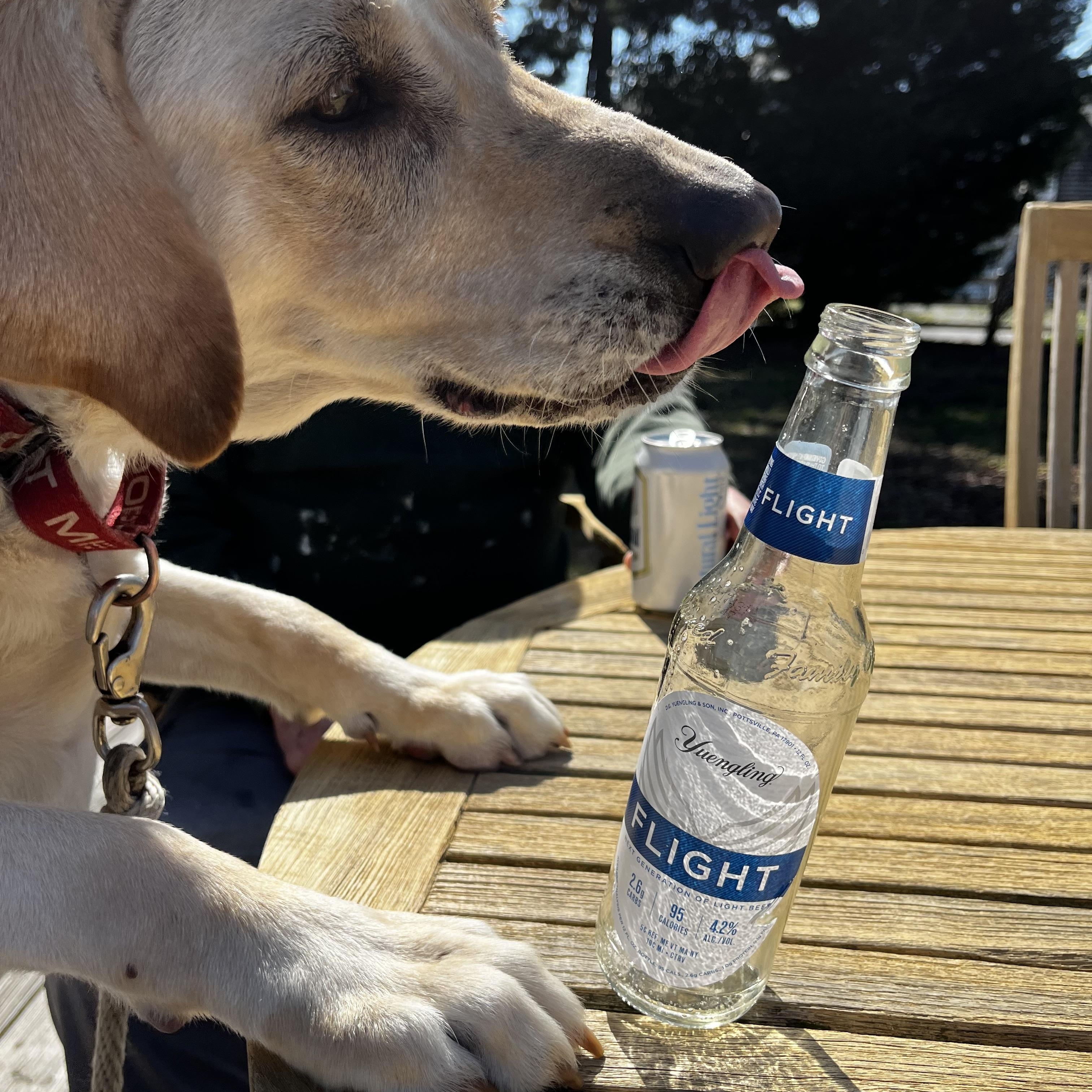 Enlarge Sylvie, a ADOPTABLE mixed breed in Heathsville, VA image 5/5