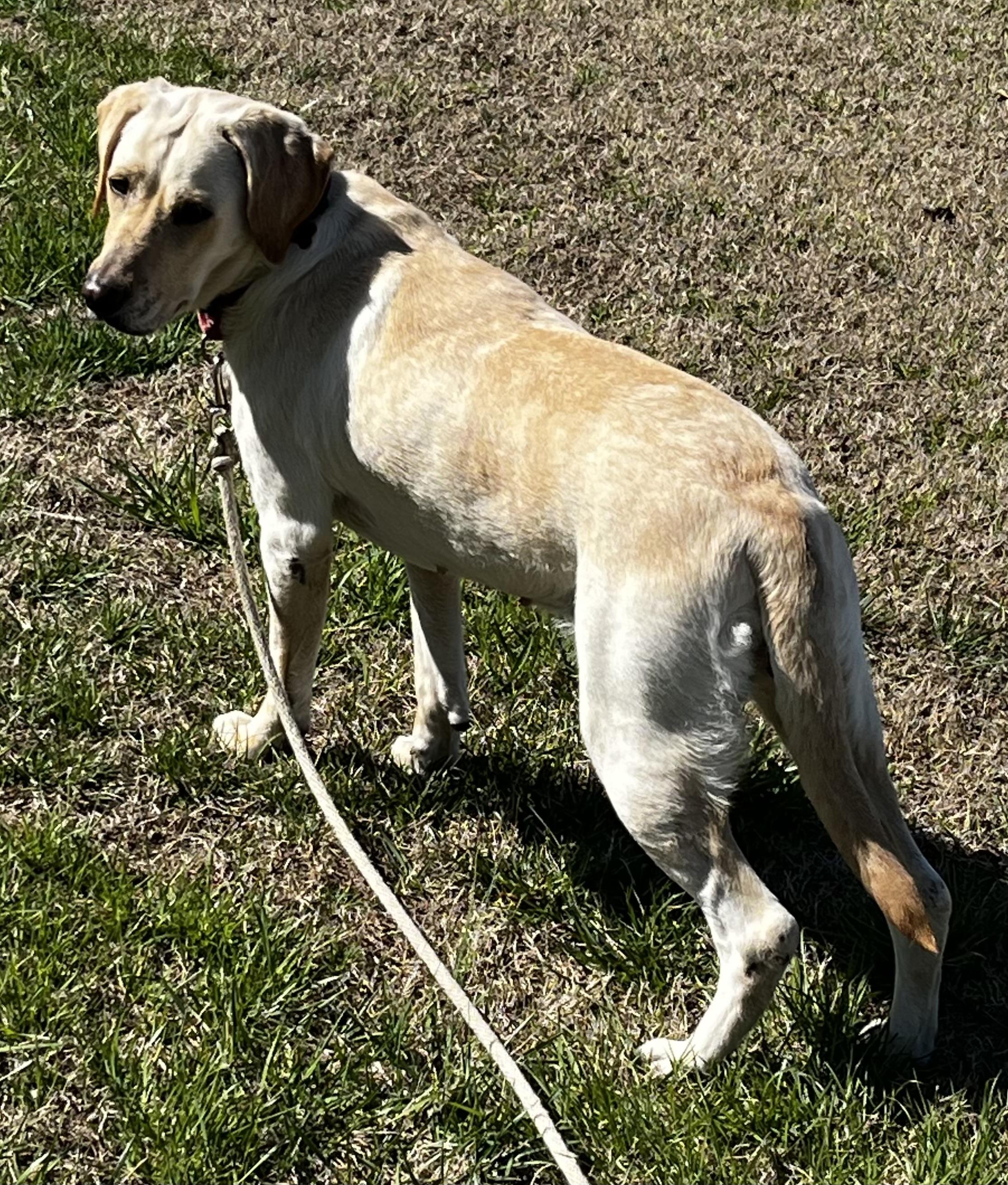 Enlarge Sylvie, a ADOPTABLE mixed breed in Heathsville, VA image 4/5