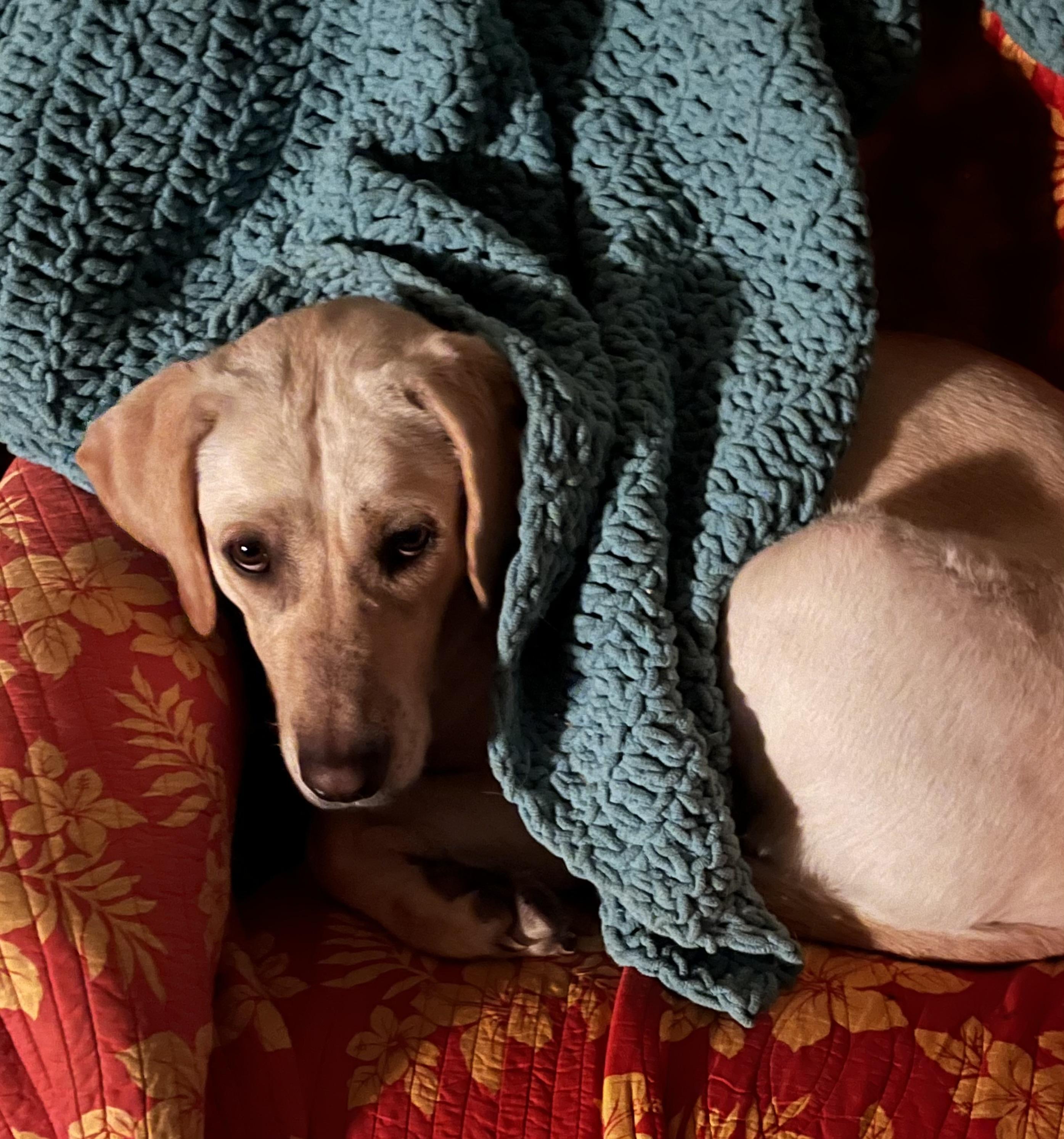 Enlarge Sylvie, a ADOPTABLE mixed breed in Heathsville, VA image 2/5