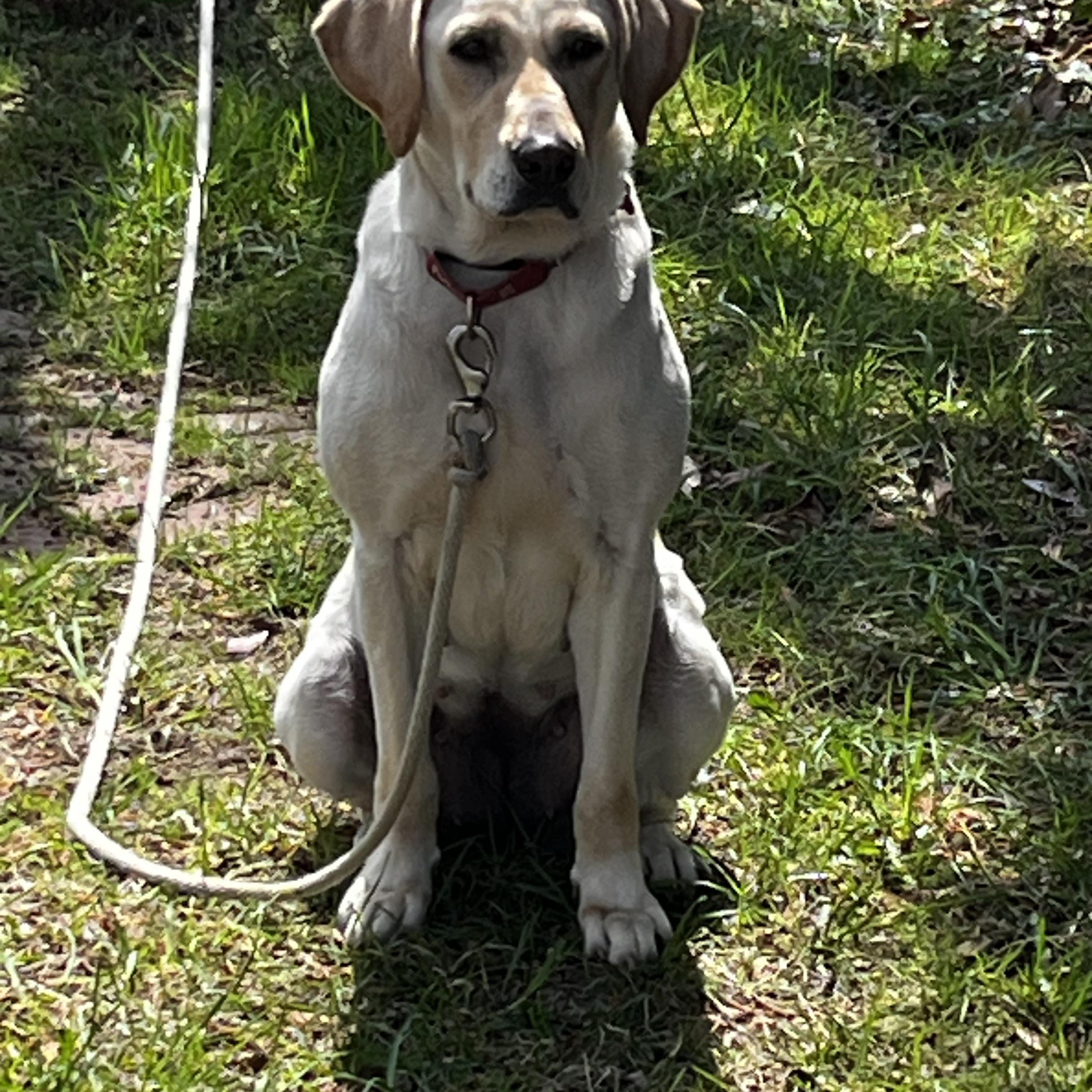 Enlarge Sylvie, a ADOPTABLE mixed breed in Heathsville, VA image 3/5