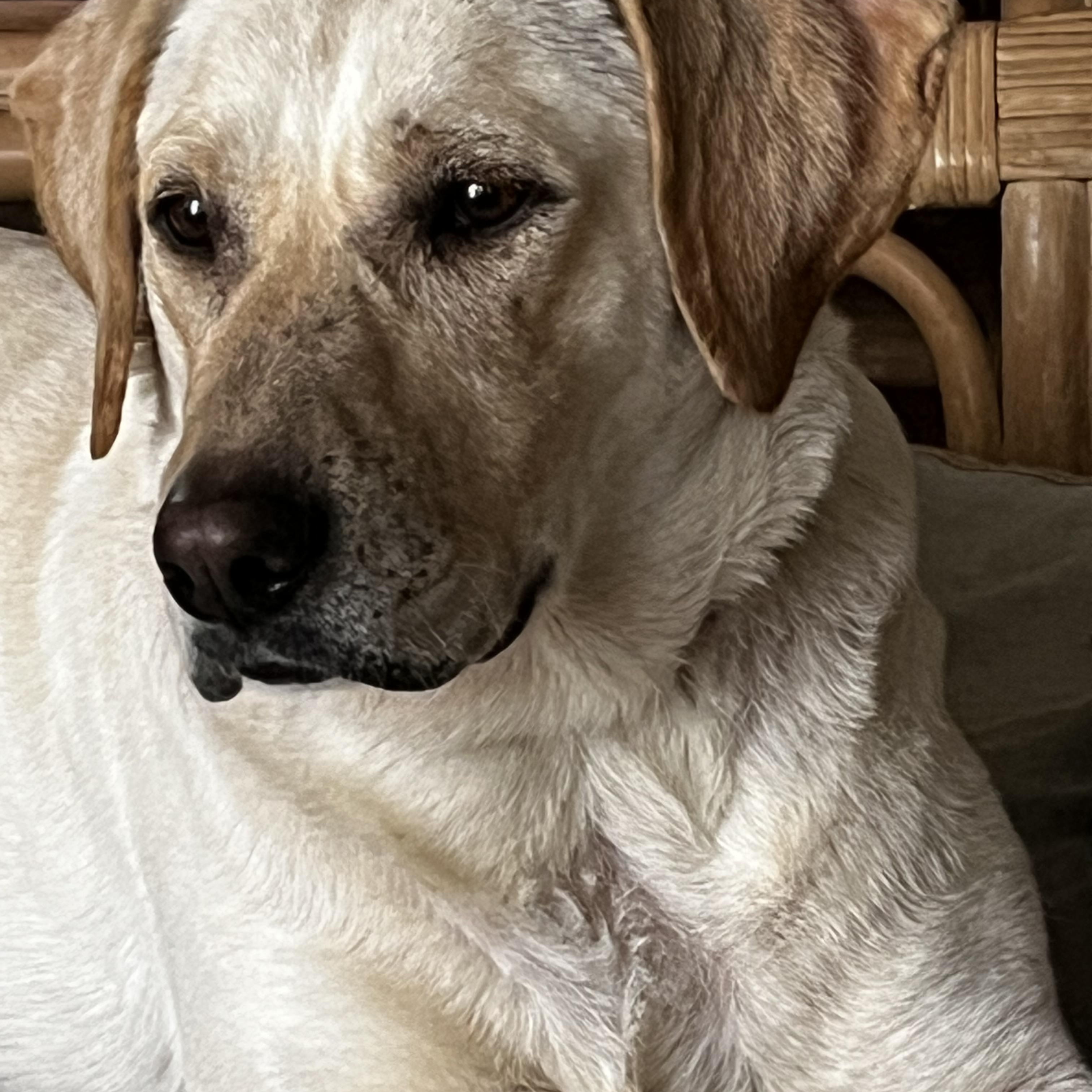 Enlarge Sylvie, a ADOPTABLE mixed breed in Heathsville, VA image 1/5